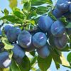 Mt. Royal Plum