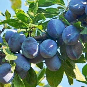 Mt. Royal Plum