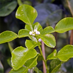 Makrut Thai Lime
