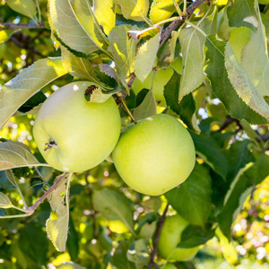 Mutsu Apple Tree