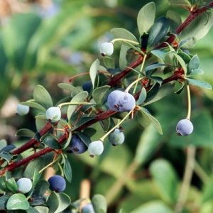Nana Barberry