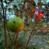 Nasnaran Hardy Mandarin
