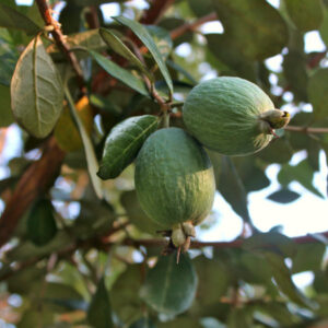 Nazametz Pineapple Guava