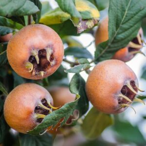 Nefle Tardive Medlar