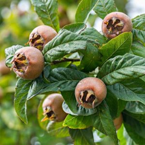 Nefle de October Medlar