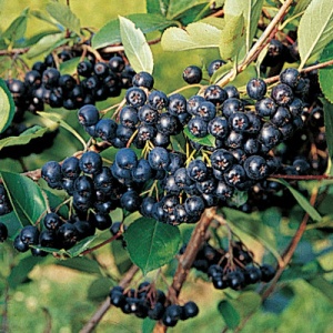 Nero Aronia
