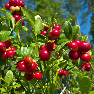 New Farm Lingonberry