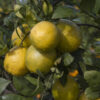 New Zealand Lemonade Citrus