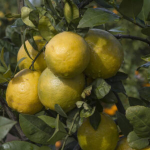 New Zealand Lemonade Citrus