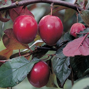 Nichols Plum