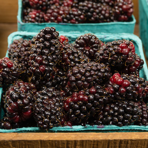 Nightfall Blackberry