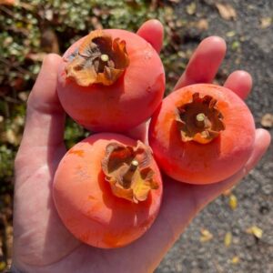 Nikita's Gift™ Hybrid Persimmon