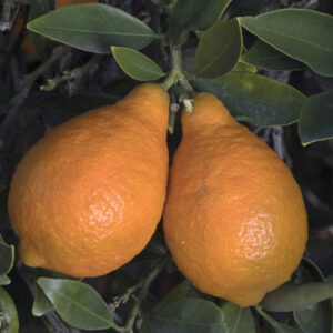 Nippon Orangequat