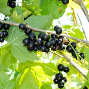 Noir de Bourgogne Black Currant