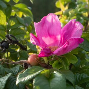 Nootka Rose