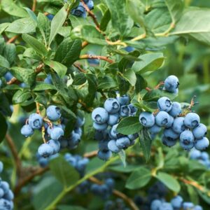 Norman Southern Highbush Blueberry