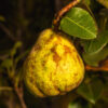 Hendre Huffcap Cider Pear