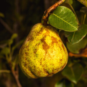 Normänische Ciderbirne Perry Pear