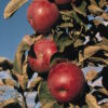 Northpole™ Columnar Apple