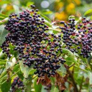 Nova American Elderberry