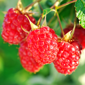 Nova Raspberry