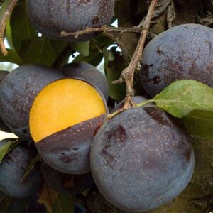 Nubiana Japanese Plum