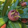 OSU 9-20 Medlar