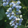 Ochlockonee Blueberry