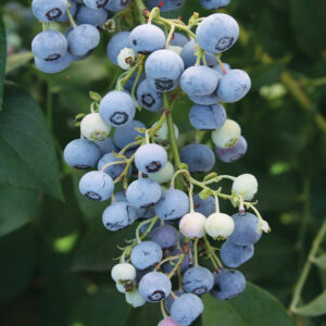 Ochlockonee Blueberry