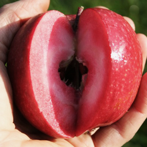 Odysso® Redlove Apple