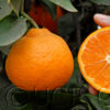 Okitsu Wase Mandarin