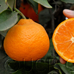 Okitsu Wase Mandarin