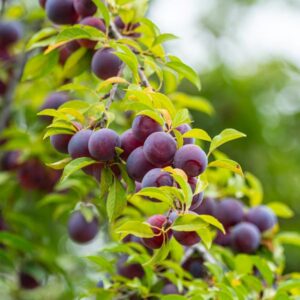 Opal Plum