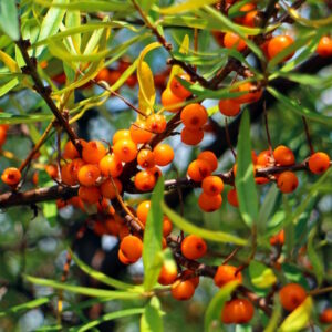 Orange Delight™ Sea Berry