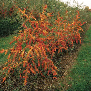 Orange Energy™ Sea Berry