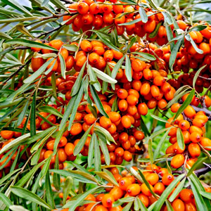 Orange Glow™ Sea Berry