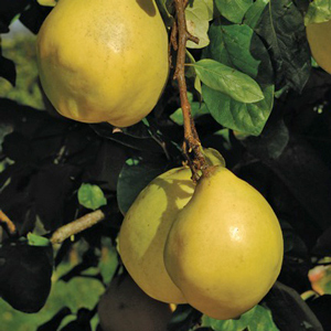 Orange Quince