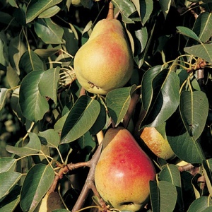 Orcas Pear Tree