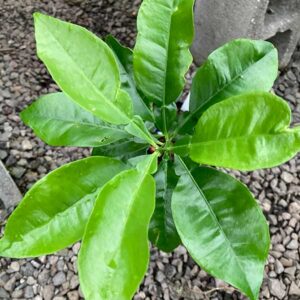 Oroblanco Citrus