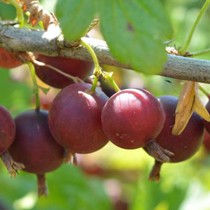 Orus 8 Gooseberry