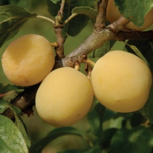 Oullins Gage Plum