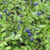 Oval Leaf Huckleberry
