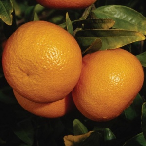 Owari Satsuma Mandarin