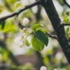 Pacific Crabapple Tree
