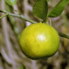 Palestine Sweet Lime