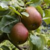 Parker European Pear Tree