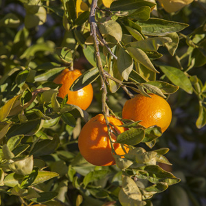 Pearl Tangelo Citrus