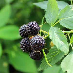 Pequot Lakes ™ Black Raspberry