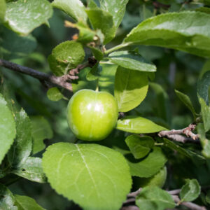 Persian Green Japanese Plum