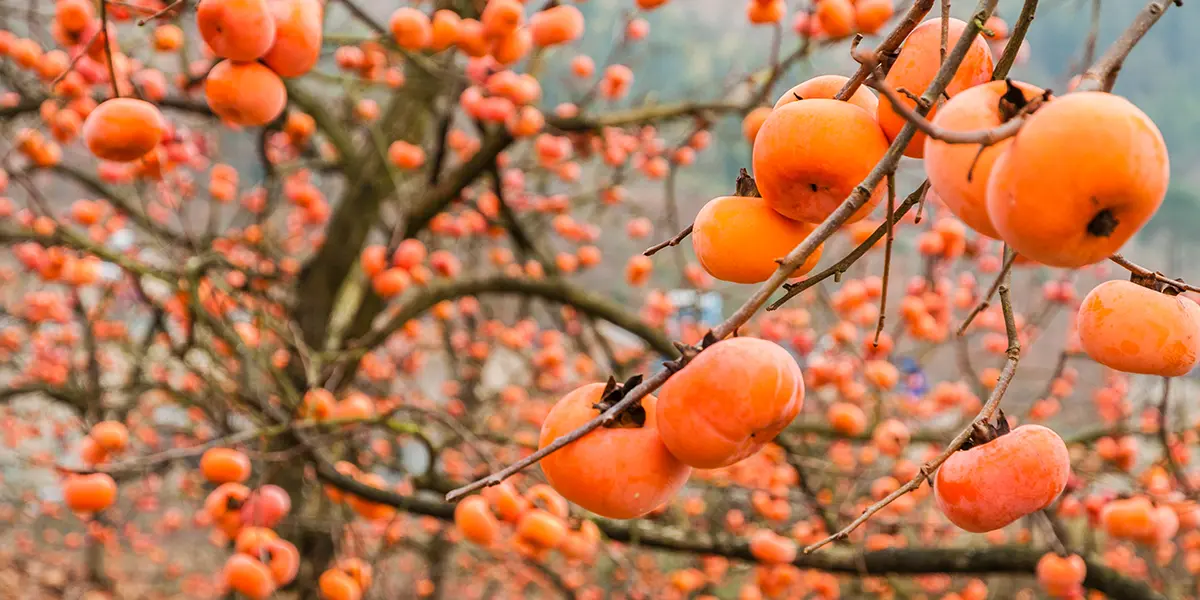 Persimmon Grow Guide